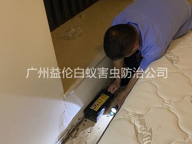 榄核家居白蚁灭治工程