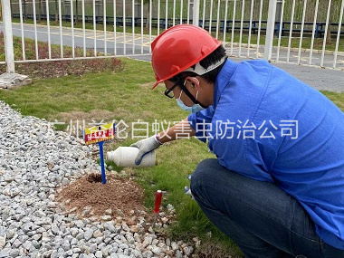 广州红火蚁防治工程